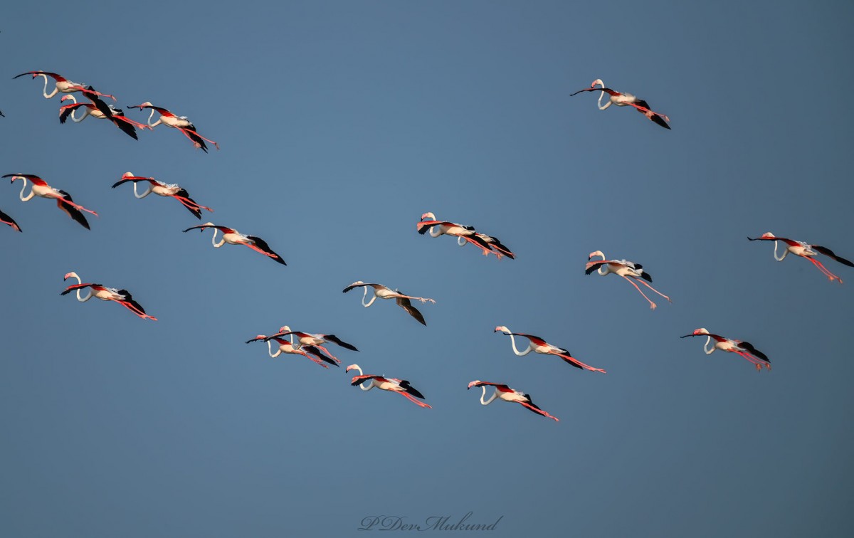 Phoenicopterus roseus Pallas, 1811